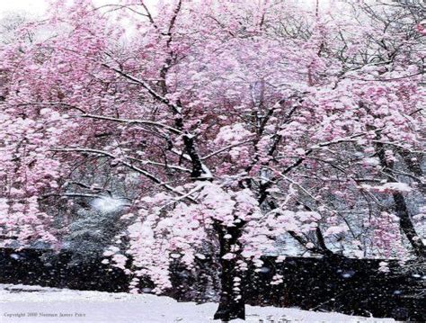 Snow Trees 2 Cherry Blossoms Pinterest