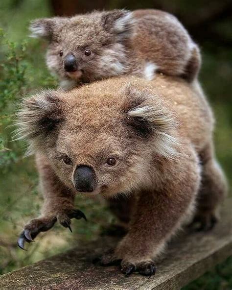 Pin By Ramona Shinkle On Koalas Cute Animals Koala