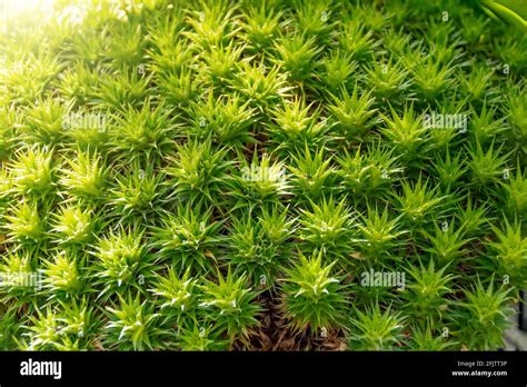 Japanese Green Moss Polytrichum Juniperinum In Subtropical Forest