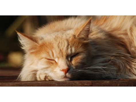 Cats protection derby and district. Tendring and District Cats Protection - Colchester