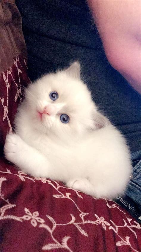 5 Week Old Blue Bicolor Ragdoll Kitten So Excited To Bring Him Home
