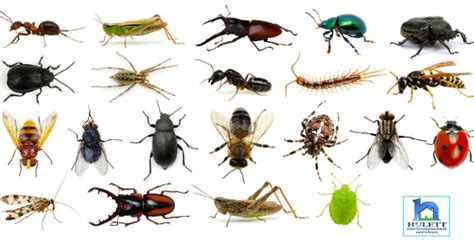 20 Interesting Insect Facts
