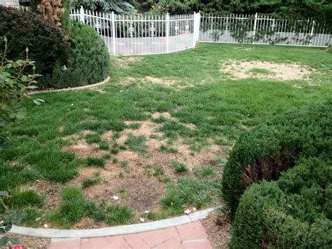 Grass How Can I Fix A Lawn Which Has Become Patchy Gardening