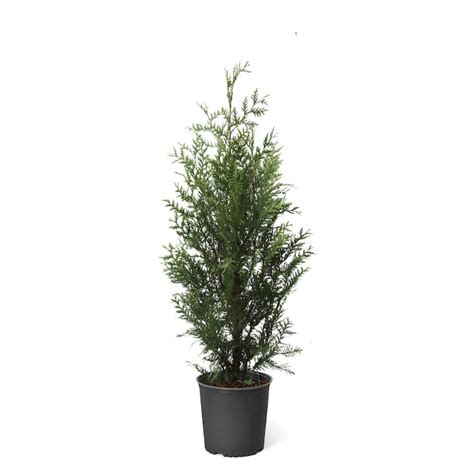 Brighter Blooms 3 Gallon Thuja Green Giant Screening Tree In Pot In The