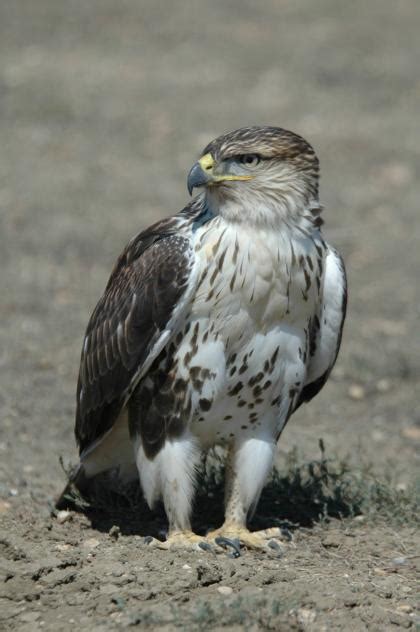 This subfamily are mainly woodland birds with long tails and high visual acuity. WDFW seeks comment on periodic status review for Ferruginous Hawks | Washington Department of ...