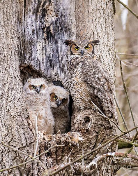 Great Horned Owl And Owlets Photograph By William Friggle Fine Art
