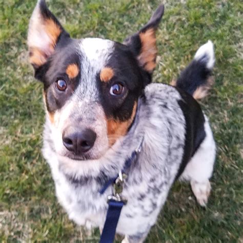 See full list on petsoid.com Back Home Dog - Blue Heeler - Celina, OH, United States 45822