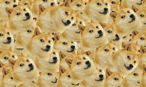 Why So Many People Struggle With Doge The Week