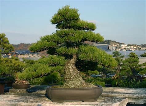 Kuromatsu Japanese Black Pine Grow By Misho Bonsai Tree Grown From Seed Get Dignity Over