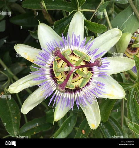 Passion Flower In Bloom Stock Photo Alamy