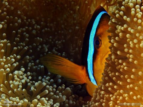 Clownfish Fish Sea Anemones National Geographic Hd