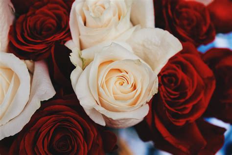 Freiwillig Konto Klimaberge Rote Rosen Und Eine Weiße Bedeutung