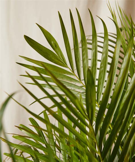 Palm Plant Care Tips Growing Lady Palms Rhapis Excelsa Sunday