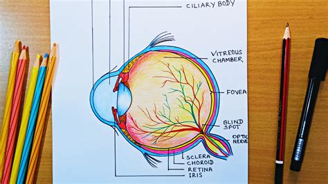 An Eye Diagram With Colored Pencils Next To It