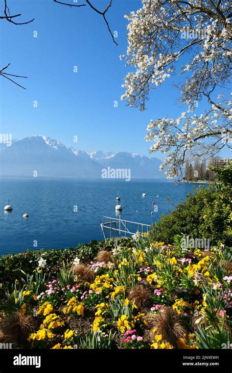 Flowers In Spring Lake Geneva Montreux Switzerland Stock Photo Alamy