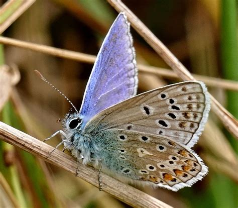 Common Blue Throop Dorset Butterflies