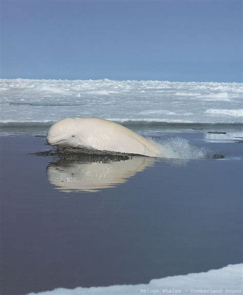 Beluga Or White Whale Delphinapterus Leucas Arctic And Sub Arctic