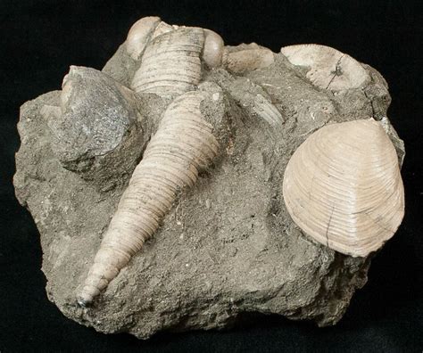 Cretaceous Gastropod And Clam Fossils Coon Creek Formation 17048 For Sale
