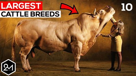 Top 10 Biggest Cattle Breeds In The World Biggest Cows And Bulls Youtube