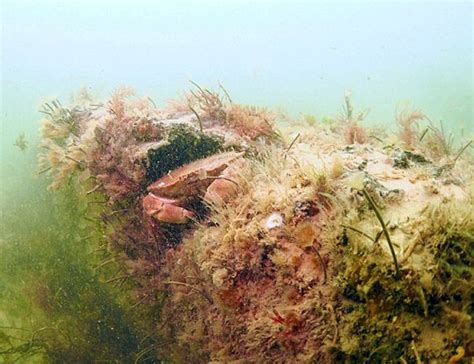 Diver Finds 10000 Year Old Underwater Forest In Uk India Today