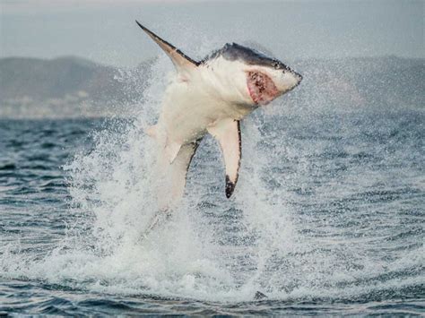 Why Do Great White Sharks Jump Out Of The Water Ocean Action Hub
