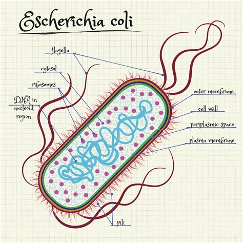 The Structure Of Escherichia Coli Ge Reports
