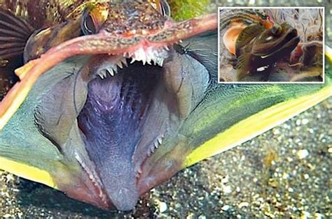 Viewers Terrified By Killer Fish That Looks Like A