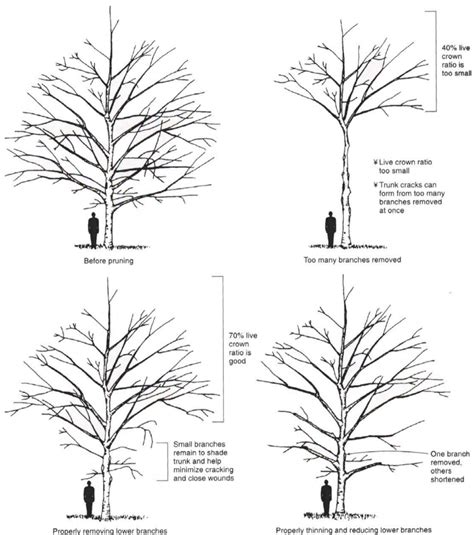 Proper Pruning Techniques For Your Trees A Plus Tree Tree Pruning Prune Tree Trimming