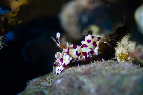 12 Saltwater Shrimp Species For Reef Tanks Build Your Aquarium