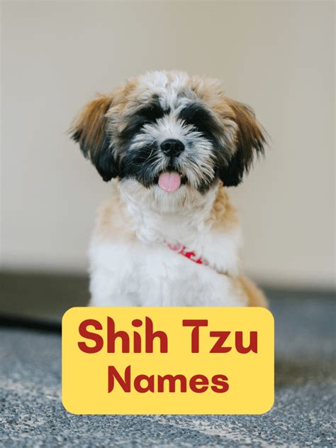 100 Shih Tzu Dog Names Playful Meaningful And Cute Ideas Dog Names 2023