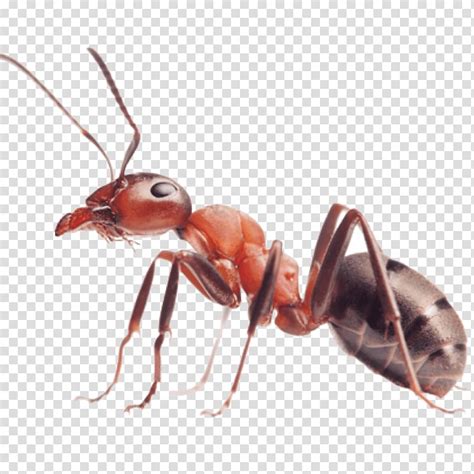 Red Fire Ant Red Imported Fire Ant Insect Carpenter Ant Ants
