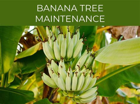 Banana Tree Care 4 Key Tips And The Dwarf Cavendish Variety