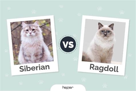 Siberian Vs Ragdoll Cats The Differences With Pictures Hepper