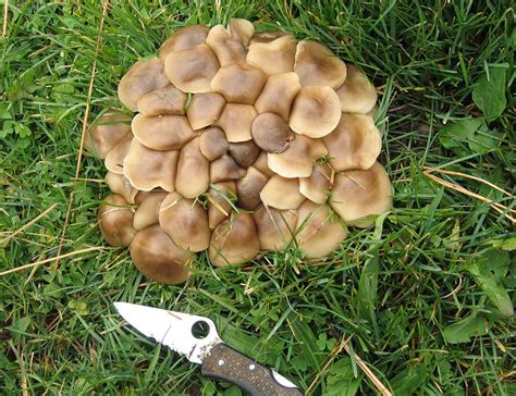 Fungi Zette Newsletter 23rd Issue