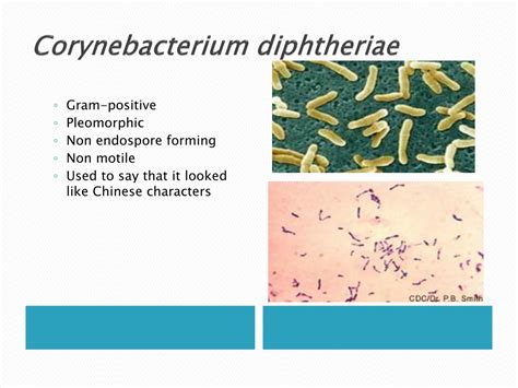Ppt Diseases Of The Respiratory System Powerpoint Presentation Free