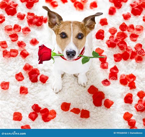 Happy Valentines Dog Stock Photo Image Of Funny Cute 99568450