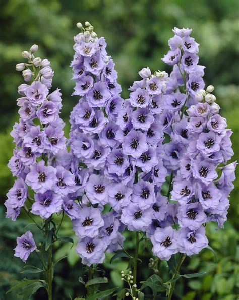 Delphinium Andcrown Jeweland Delphinium Andcrown Jeweland Herbaceous