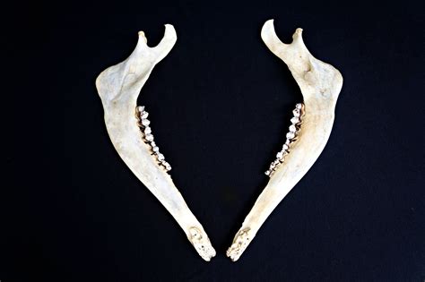 Red Deer Lower Jaw Animal Jaws Deer Mandibles Witchcraft