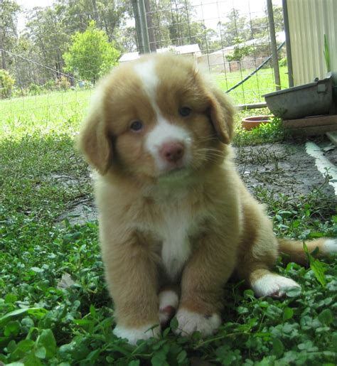 I have been in toller for over 22 years. Nova Scotia Duck Tolling Retriever Breeder Port Macquarie NSW
