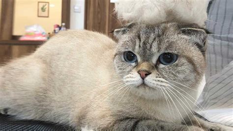 Sí, me gustaría recibir ofertas y boletines informativos por parte de petco méxico. All Cat Grooming Services Now Available at Nekomori Cat ...