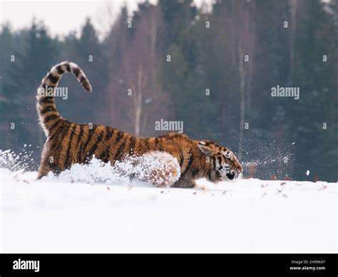 Natural Scene With Siberian Tiger Runnig In Snowy Taiga In Russia