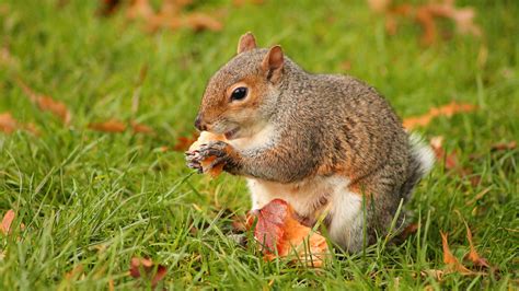 Squirrel Eating A Sausage Roll Barrygfitz Flickr
