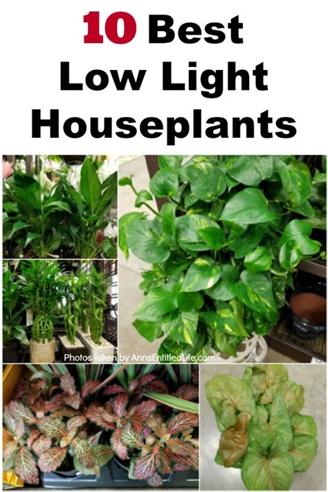 Houseplants For Low Light