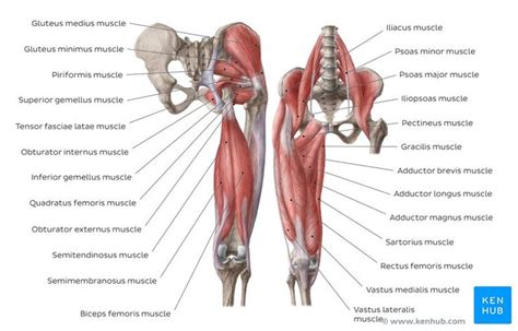 The biggest factor in back and hip pain is the psoas muscle. Hip and thigh anatomy | Thigh muscle anatomy, Thigh muscles, Muscle diagram