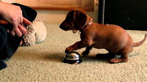 Calm the chaos in your home. Maddie the 10 Week old Dachshund learning to ring a ...