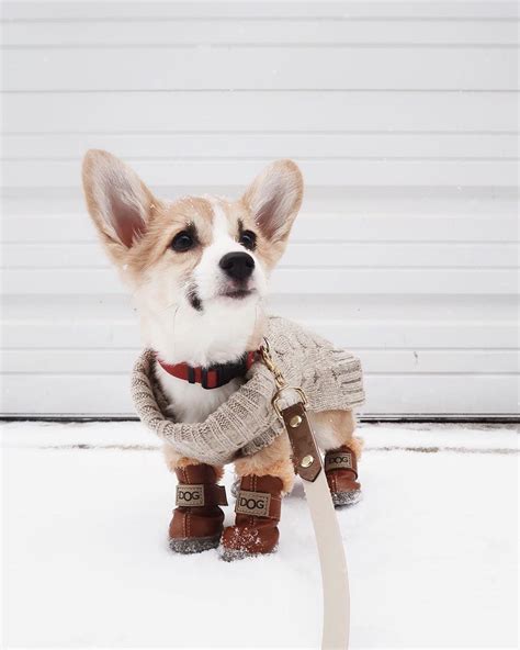 Adorable Winter Outfit Corgi Cutest Dog Ever Corgi Puppy