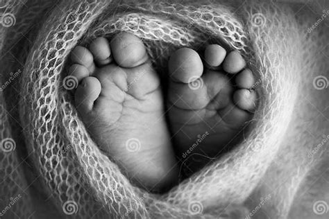 The Tiny Foot Of A Newborn Soft Feet Of A Newborn In A Woolen Blanket