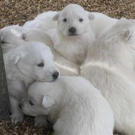 White German Shepherd Newborn Puppies Shepherd