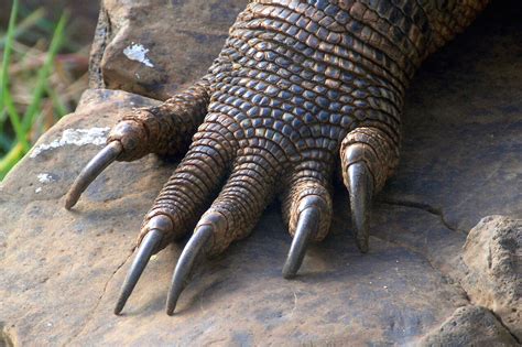 The comodo companies are innovative and prolific developers of online security and trust assurance solutions. Darwin killed God: Everything you always wanted to know ...