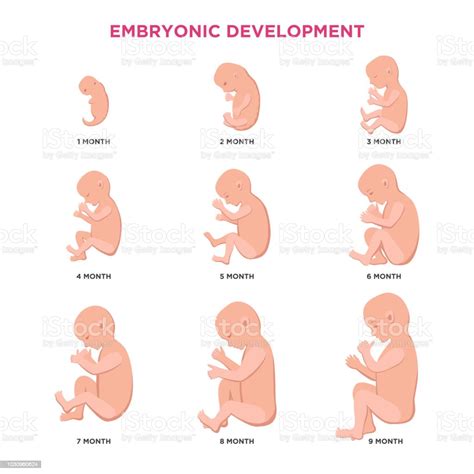 Ilustración De Desarrollo Embrionario Mes Ciclo De 1 A 9 Meses Con Los